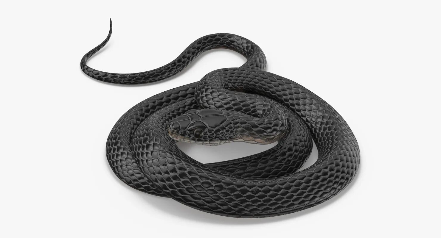 D snake. Блейк Снейк чёрная змея. 3d model змея Aspid. Белая змея на черном фоне. Змея на белом фоне.