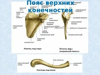 Соединение костей пояса верхней конечности