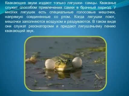 Сигналы лягушек