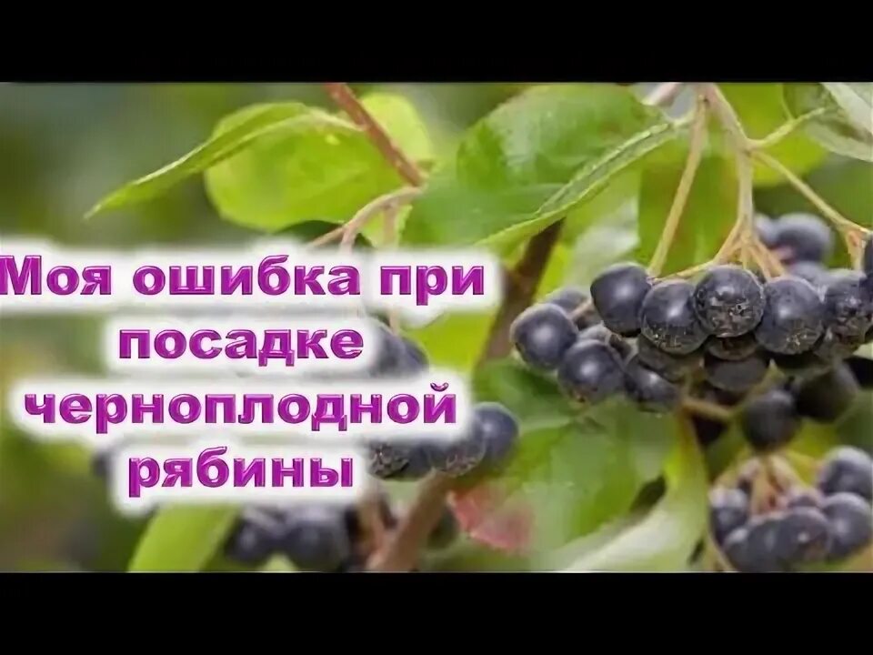 Когда собирать черноплодную рябину в каком месяце. Черноплодная рябина на штамбе. размножение черноплодной рябины. когда сажать аронию черноплодную. настройка на черноплодной рябине 2 месяца рассказывает мужчина.