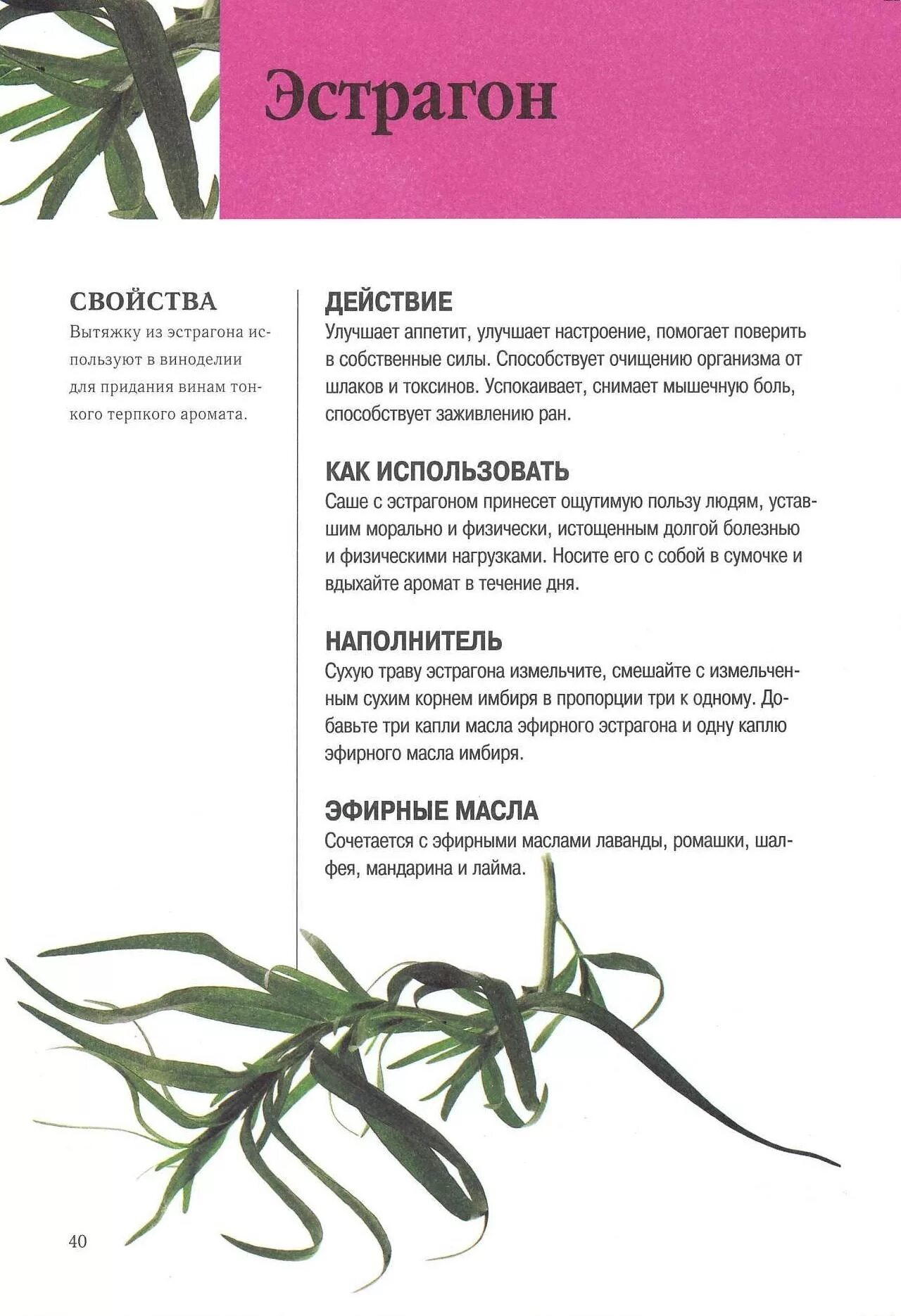 эстрагон. тархун полезные свойства. армянский тархун зелень. тархун рецепт. домашний лимонад тархун рецепт.