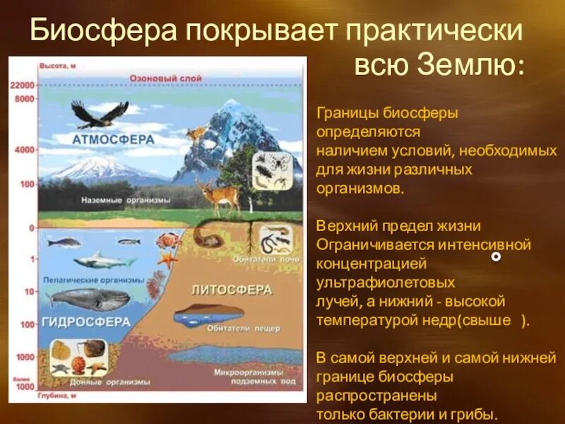 Презентация 6 класс география биосфера сфера жизни