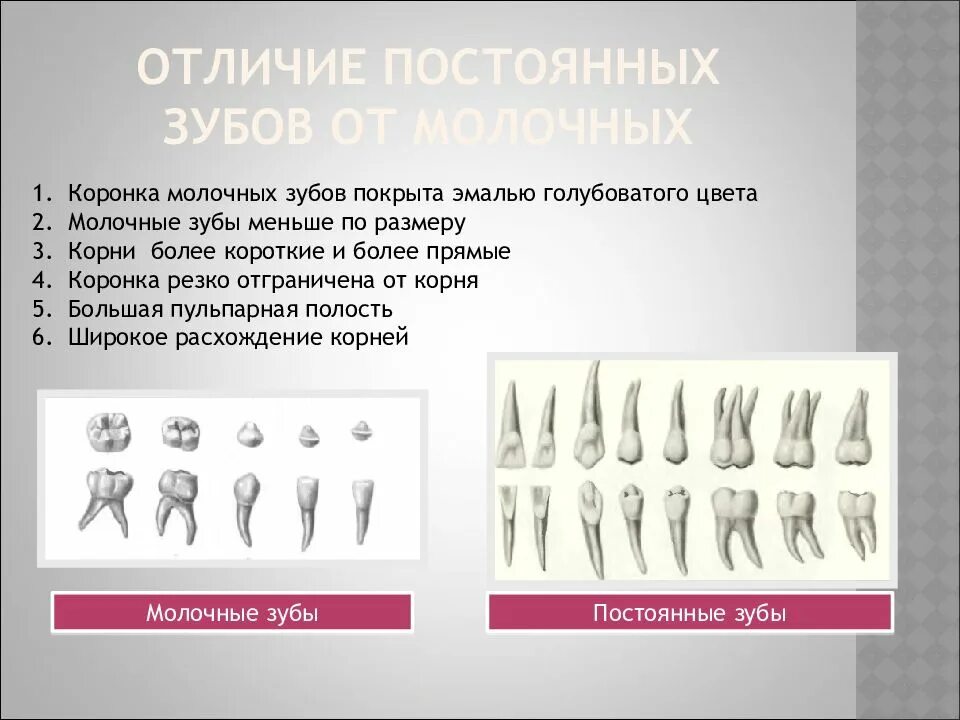 Как отличить молочный зуб. Отличия молочных и постоянных зубов. Молочные зубы отличаются от постоянных. Отличить молочные зубы от постоянных. Молочные и постоянные зубы отличия.