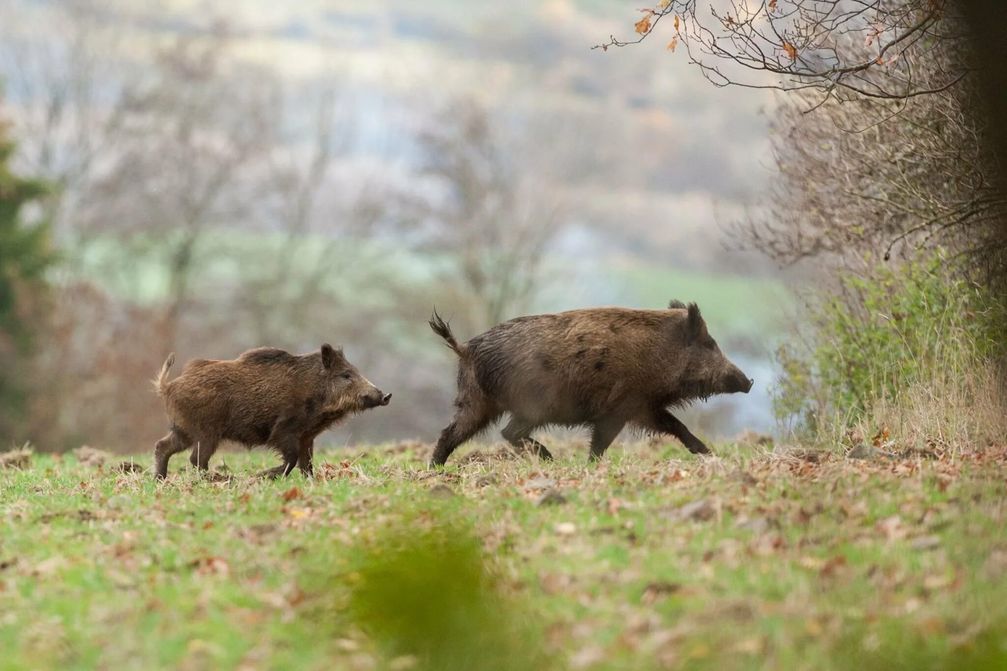 Кабан. Джергинский заповедник животные. Кабан ильменский заповедник. Дикий кабан в широколиственных лесах. Кабан в лесу.