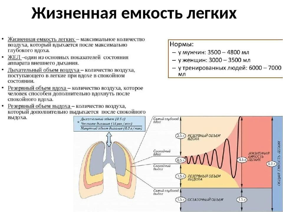 Жизненная емкость легких объемы ее составляющие. Жизненная емкость легких у человека в среднем составляет. Жизненную емкость легких (жел) составляет. Механизм дыхания жизненная ёмкость лёгких. Дыхательным воздухом называют