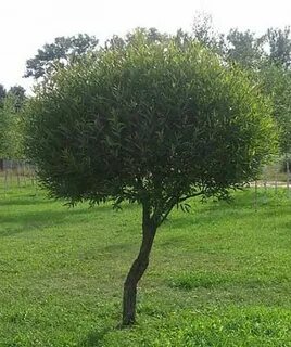 Ива белая карликовая