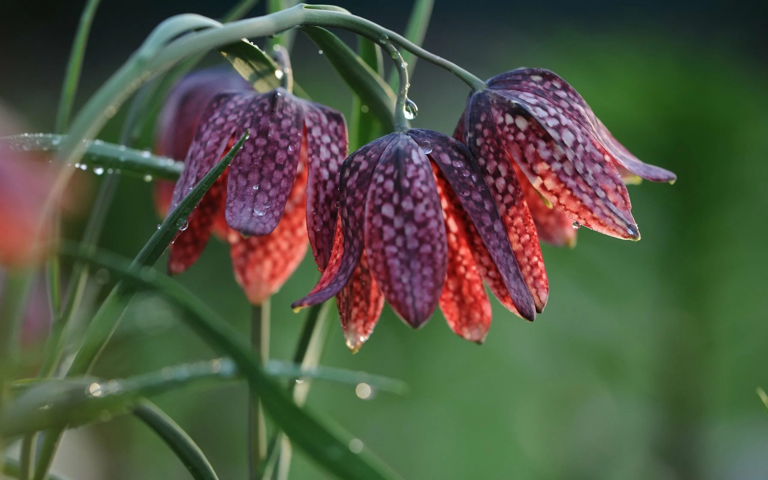 Рябчик шахматный посадка. Рябчик шахматный fritillaria meleagris. цветок рябчик императорский. королевский рябчик цветок.