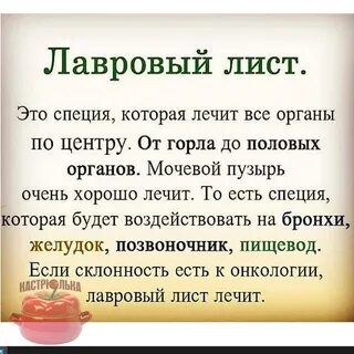 Для чего нужно пить лавровый лист