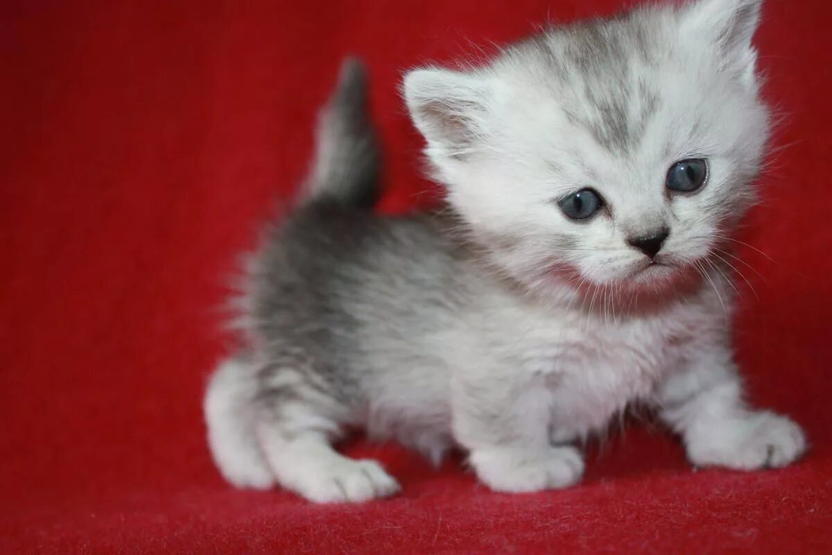 Экзотическая короткошерстная кошка. Британские котята полосатые 1,5 мес. Сколько стоят маленькие кошки. Маленькие котики. Экзот кошка.