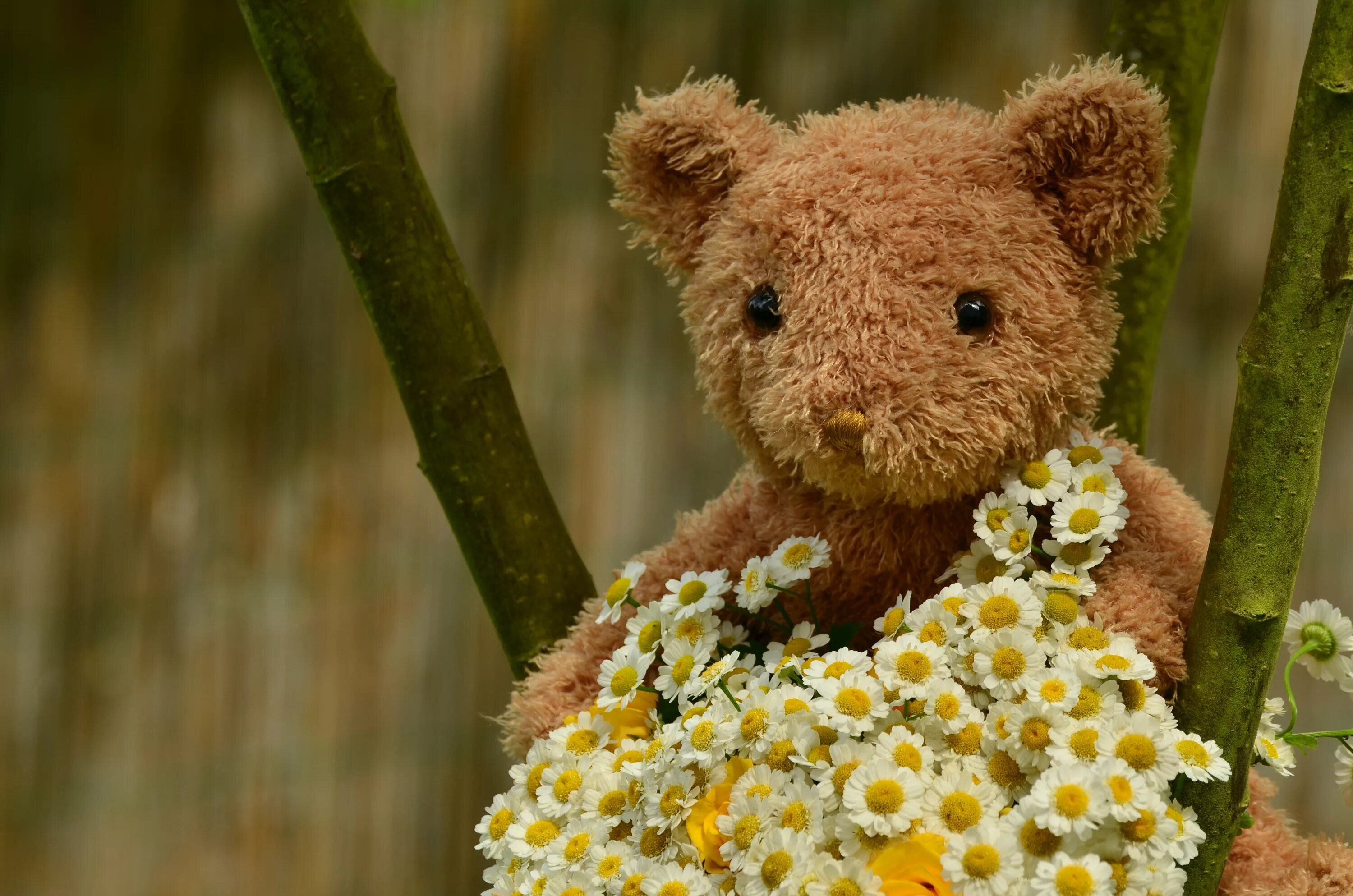 Тедди Беар цветы. Медвежонок с цветами. Мишка с цветами. Плюшевый мишка и цветы.