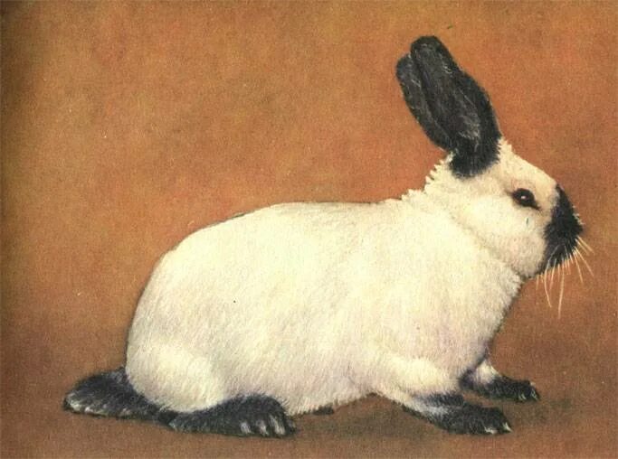 На рисунке изображены горностаевые кролики. Русский горностаевый кролик. Кролик породы русский горностаевый. Гималайский кролик. Кролики горностаевой породы.