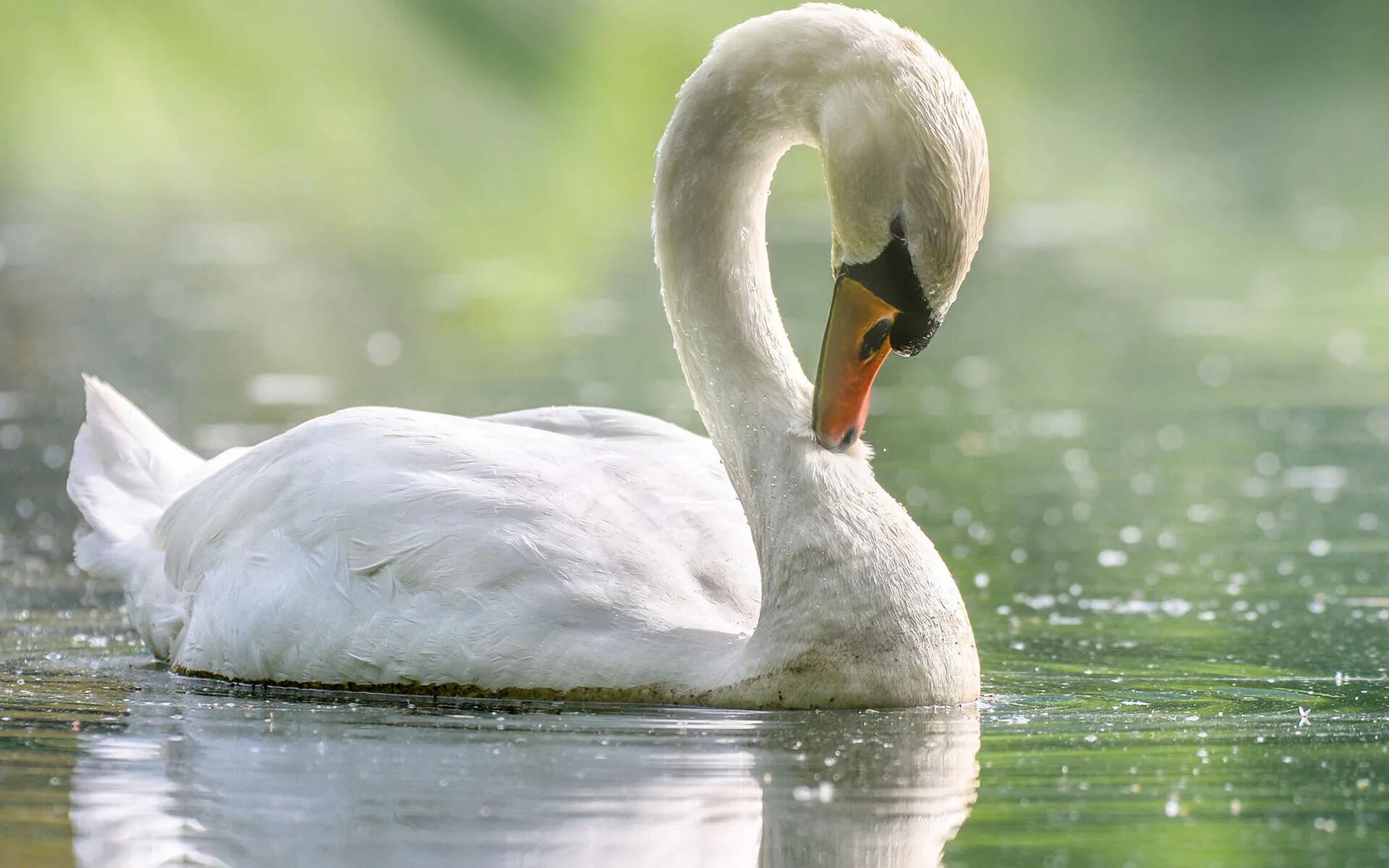 Swan swan. Прекрасная птица лебедь. Лебедь шипун красивый. Лебедь шипун. Прекрасная птица лебедь.