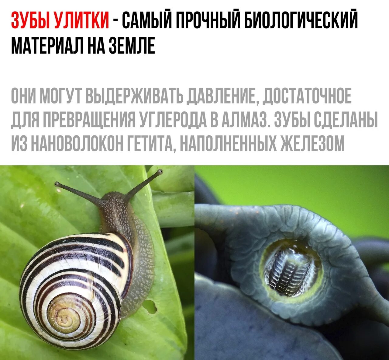 У улитки есть зубы. Зубы улитки. зубов у улитки. сколько зубов у улитки.
