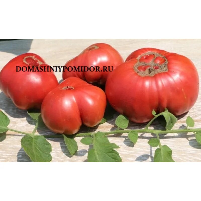 томат полярная звезда