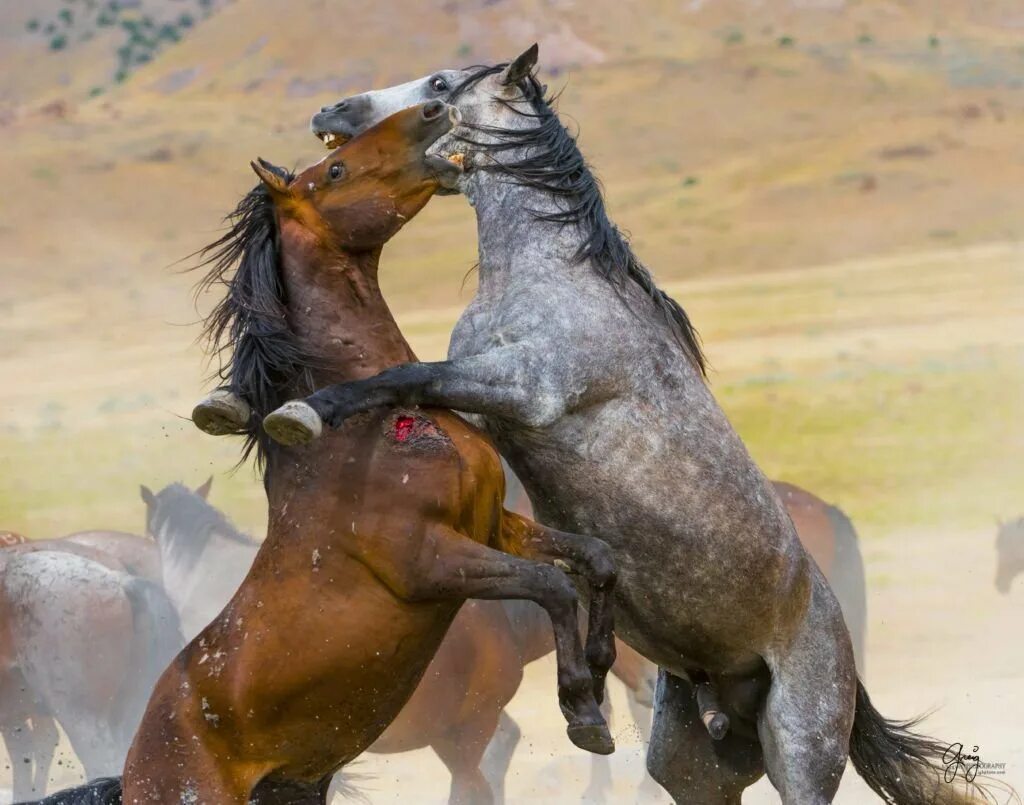 Конь с коне крупно. Спаривание лошадей Мустанг. Дикие лошади. Кони спариваются. Мустанги лошади в дикой природе.
