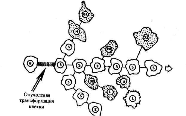 Трансформация клеток. Механизмы опухолевой трансформации клеток. механизм опухолевой трансформации клеток опухолевая прогрессия. неопластическая трансформация клеток. злокачественная трансформация клеток.