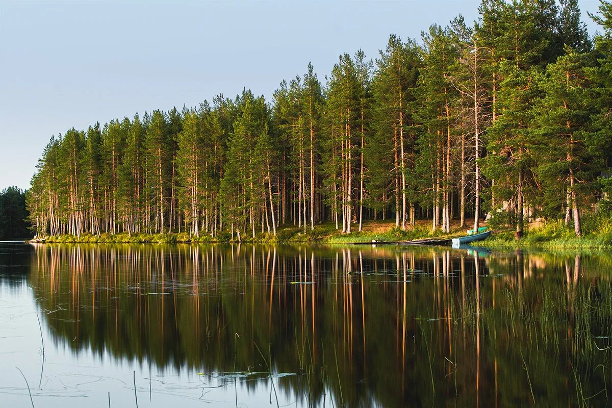 Озеро Пертозеро Карелия. Карельские озера лето Петрозаводск. Лесное озеро Карелия. Озёра ЛАМБЫ Карелия.