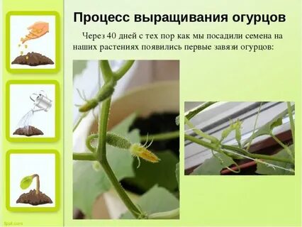 Рост огурца по дням