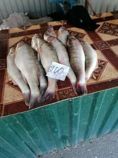 Рыба сейчас