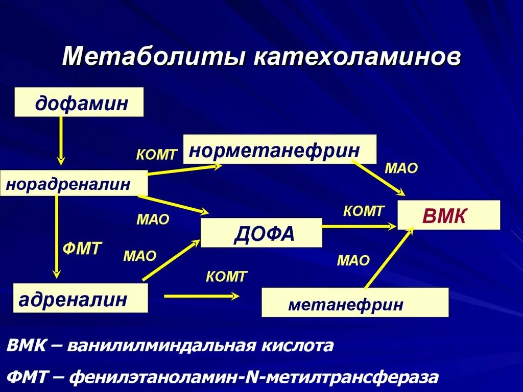 Фермент адреналина. Продукты метаболизма катехоламинов. Катехоламины классификация. Метаболиты это биохимия. Катехол-о-метилтрансфераза.