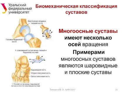 Какие виды суставов