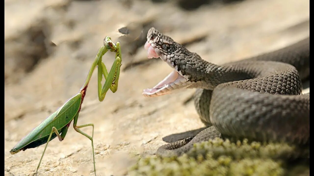Богомол и змея. Богомол против змеи. Змея ест ящерицу.