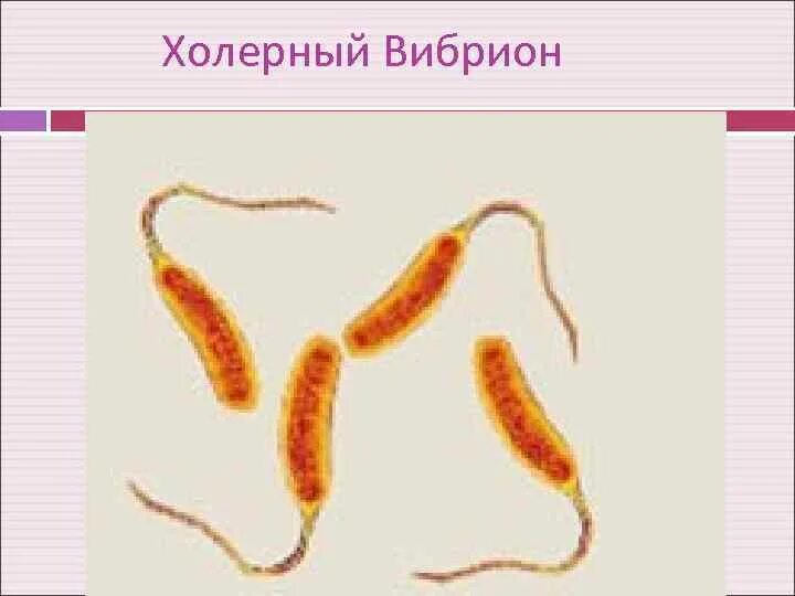Холерный вибрион по способу питания. Vibrio cholerae тип питания. вибрионами (холерный вибрион).. vibrio cholerae рисунок. холерный вибрион по типу питания.