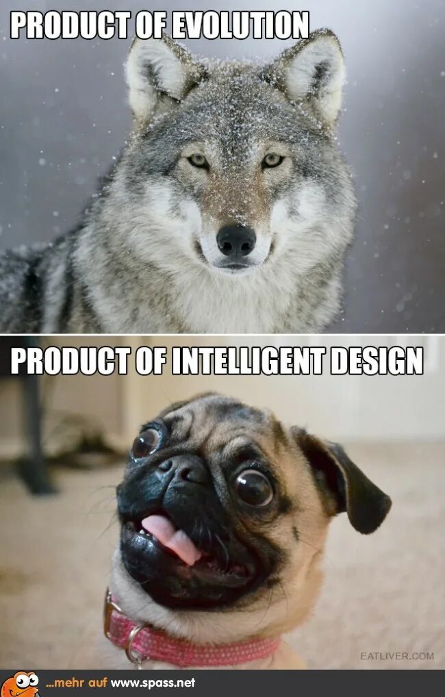 Мем про волка и собаку. Подойду к людям волк. Эволюция собак мемов. Мемы с волками. Эволюция собак мем.