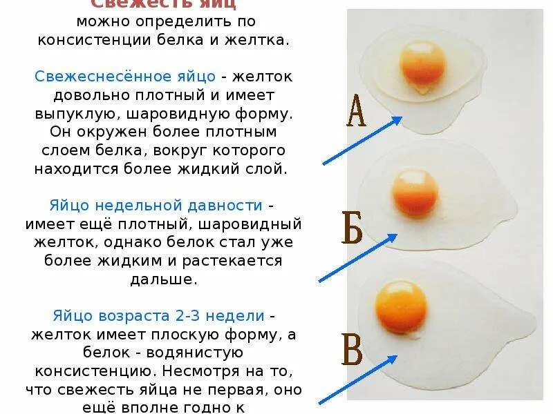 Белок в яйце как называется. Белок и желток в яйце. Определить свежесть яиц. Форма и цвет куриных яиц.