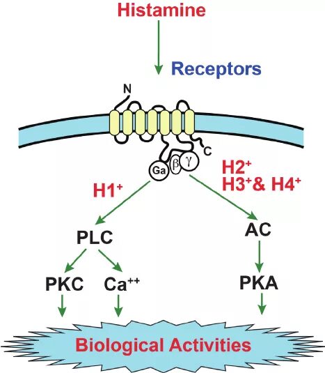 Гистамин действие. H1 гистаминовые рецепторы. Локализация н2 гистаминовых рецепторов. H1 гистаминовые рецепторы локализация. Н1 рецепторы локализация.