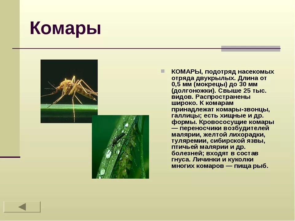 Сколько живут комары обыкновенные. Отряд Двукрылые комары строение. Комар долгоножка отряд. Строение ног двукрылых. Особенности комара.