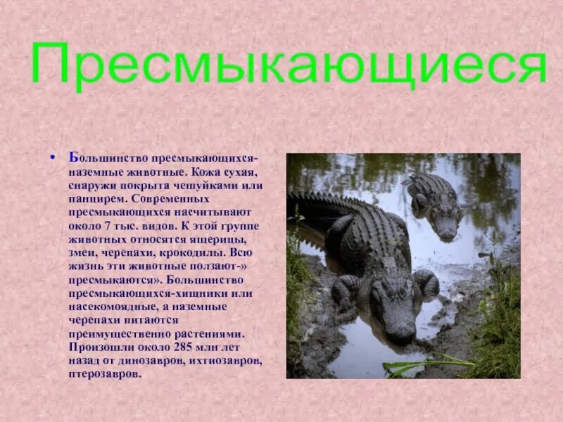 Сообщение на тему ползающие животные. Доклад о пресмыкающихся. рассказ о рептилиях. сообщение о пресмыкающихся животных. пресмыкающиеся доклад.