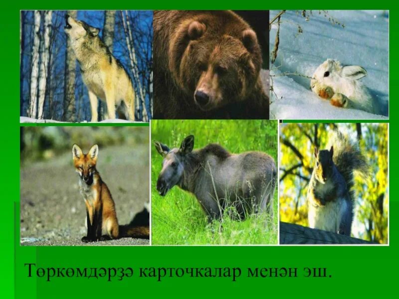 Проект природа башкирии. Животные родного края башкирия. Животные из красной книги из башкирии. Природа башкортостана презентация. Животные края башкортостан.