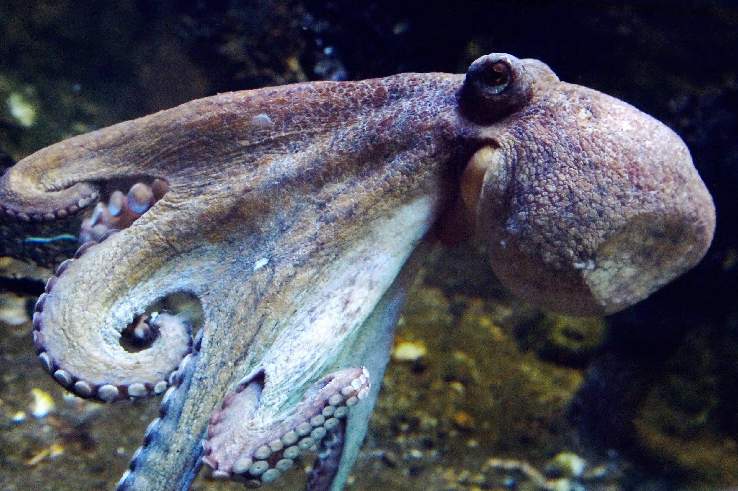 Осьминог. Тихоокеанский осьминог. Осьминог интересные факты. Голубая кровь у осьминога.