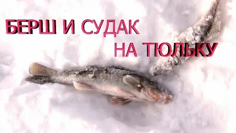 Ловля берша зимой на тюльку