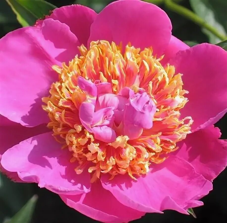 Пион молочноцветковый Paeonia lactiflora "Krinkled White" : С5 Сибирские газоны 