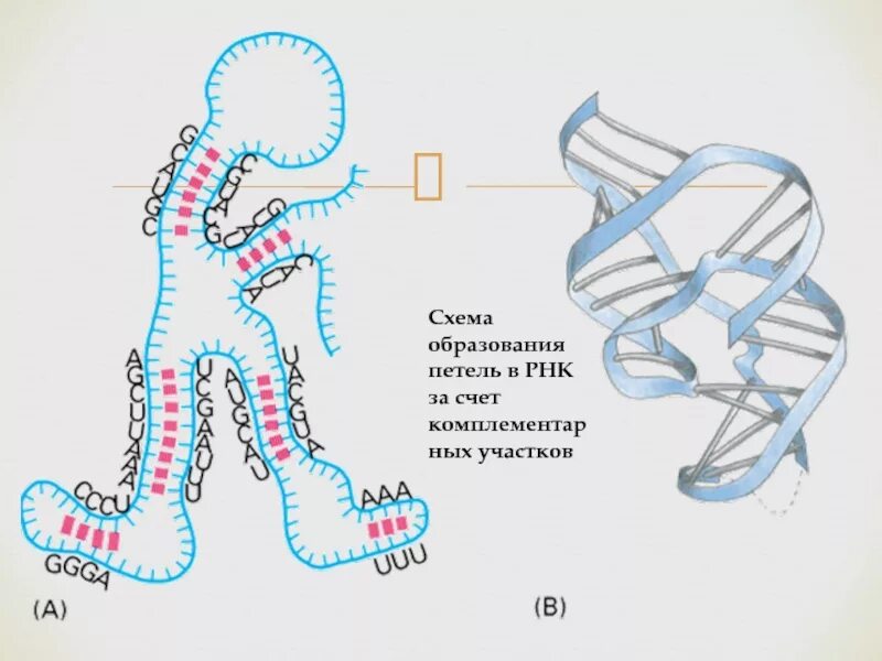 Схема структуры РНК. Образование РНК. Схема строения РНК. Схема образоваениярнк. И рнк образуется в