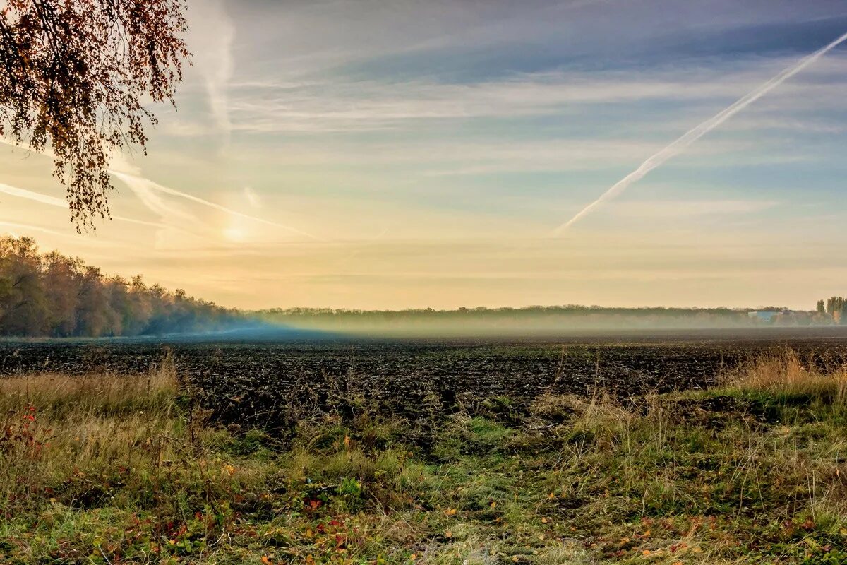 Поле туман утро. Туманный вид. Поле после пожара. Птицы над полем боя. Поле после пожара.