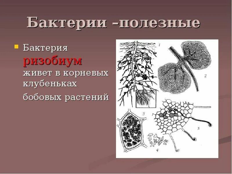 Как помогают полезные бактерии. Полезные бактерии. полезные бактерии названия. полезные бактерии для человека названия. как называются полезные бактерии.