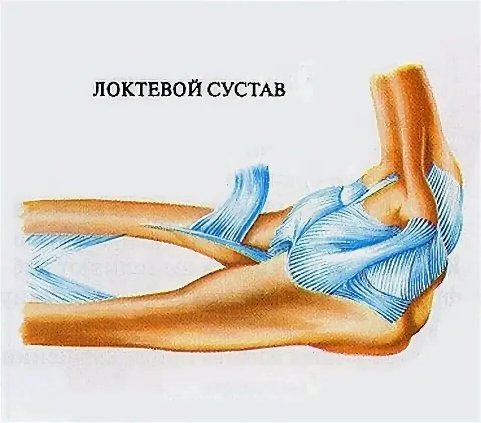 Связки локтя. Связки и сухожилия локтевого сустава. Сухожилия локтевого сустава анатомия. Связочный аппарат локтевого сустава. Связки и сухожилия локтевого сустава анатомия.