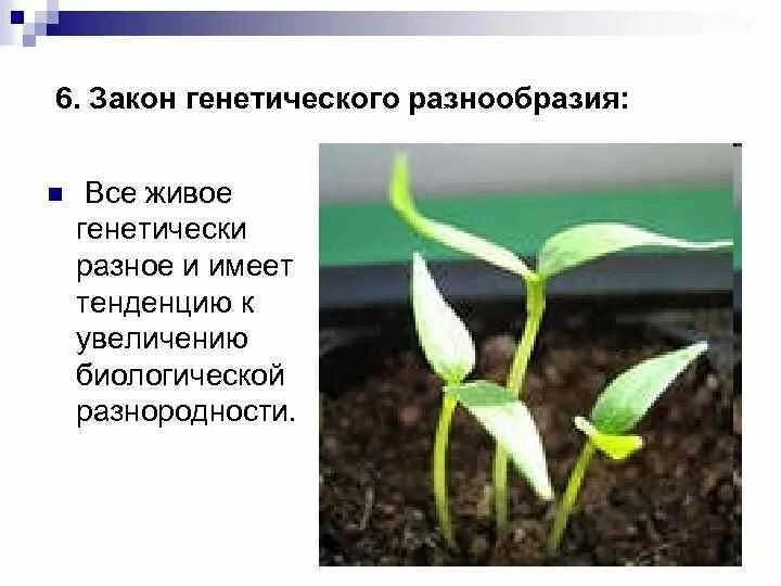 Сохранение генетического разнообразия. Акон генетического разнообразия. генетическое разнообразие примеры. закон генетического разнообразия пример. принципы сохранения генетического разнообразия.