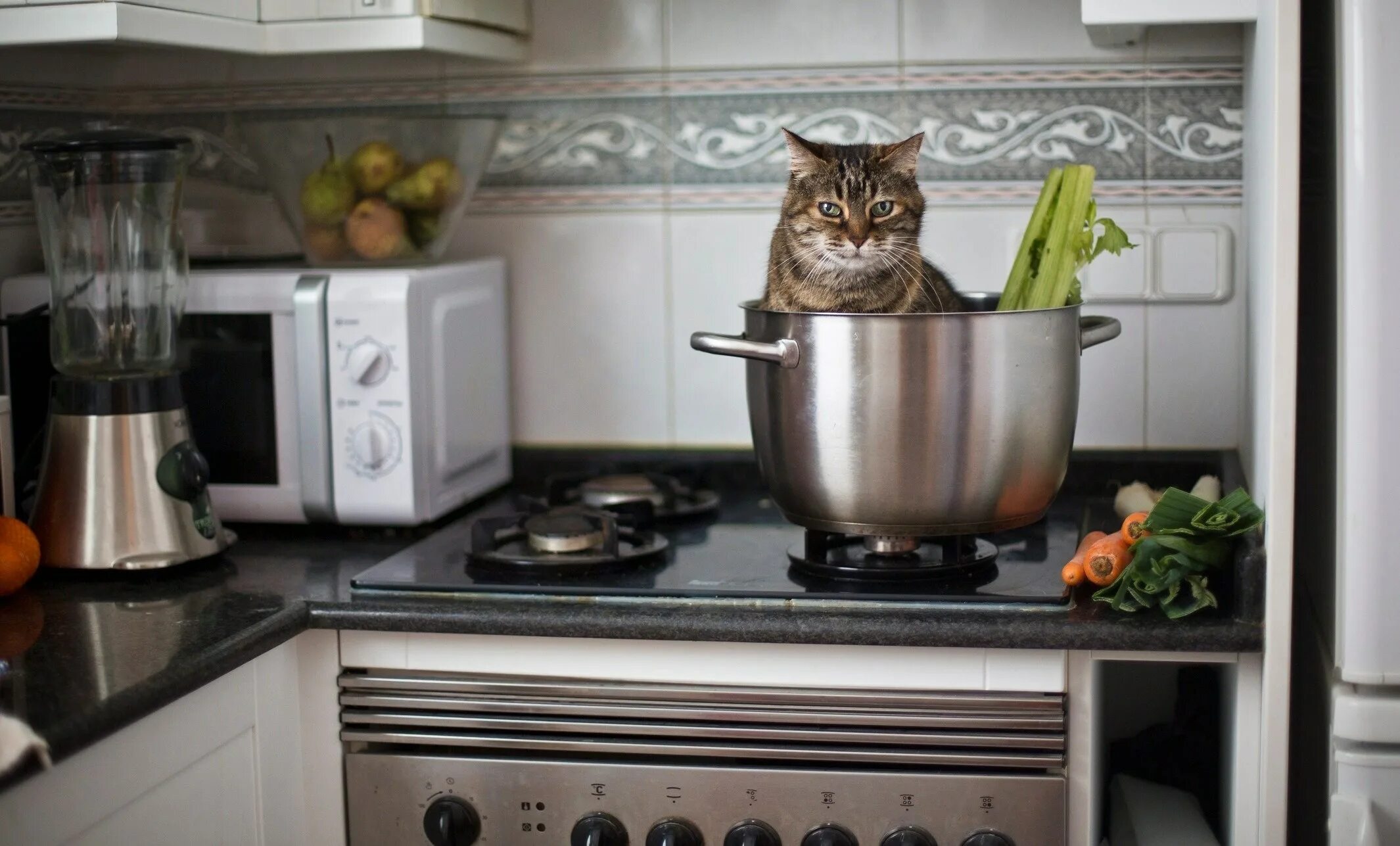 Кошка на кухне. Котик на кухне. Кот в кастрюле. Кошка на плите. Варят кошек