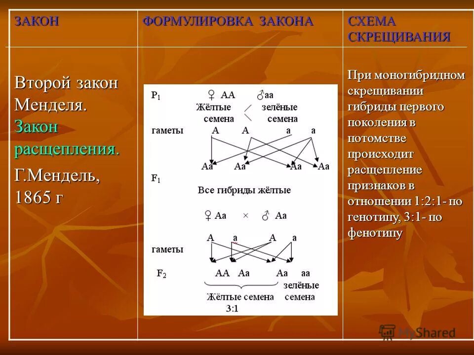 Расщепление признаков при моногибридном скрещивании