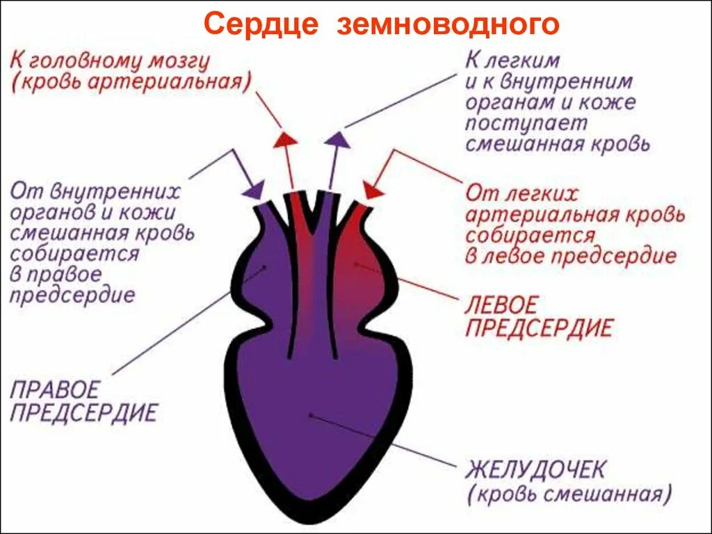Сердце рыб состоит из камер. Строение сердца земноводных. Схема строения сердца амфибий. Схема строения сердца лягушки. Сердце земноводных схема.
