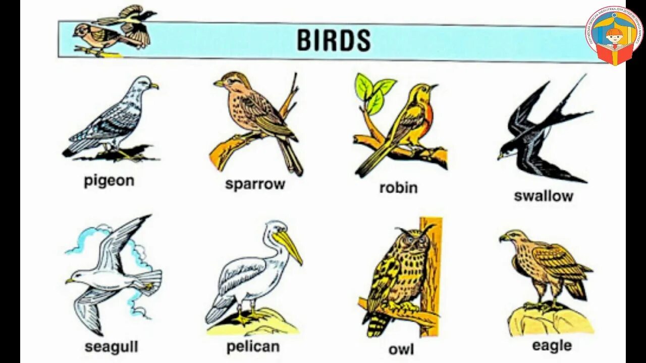 Птицы по английскому языку. Названия птиц на английском. Птицы на английском для детей. Птица на английском картинка.