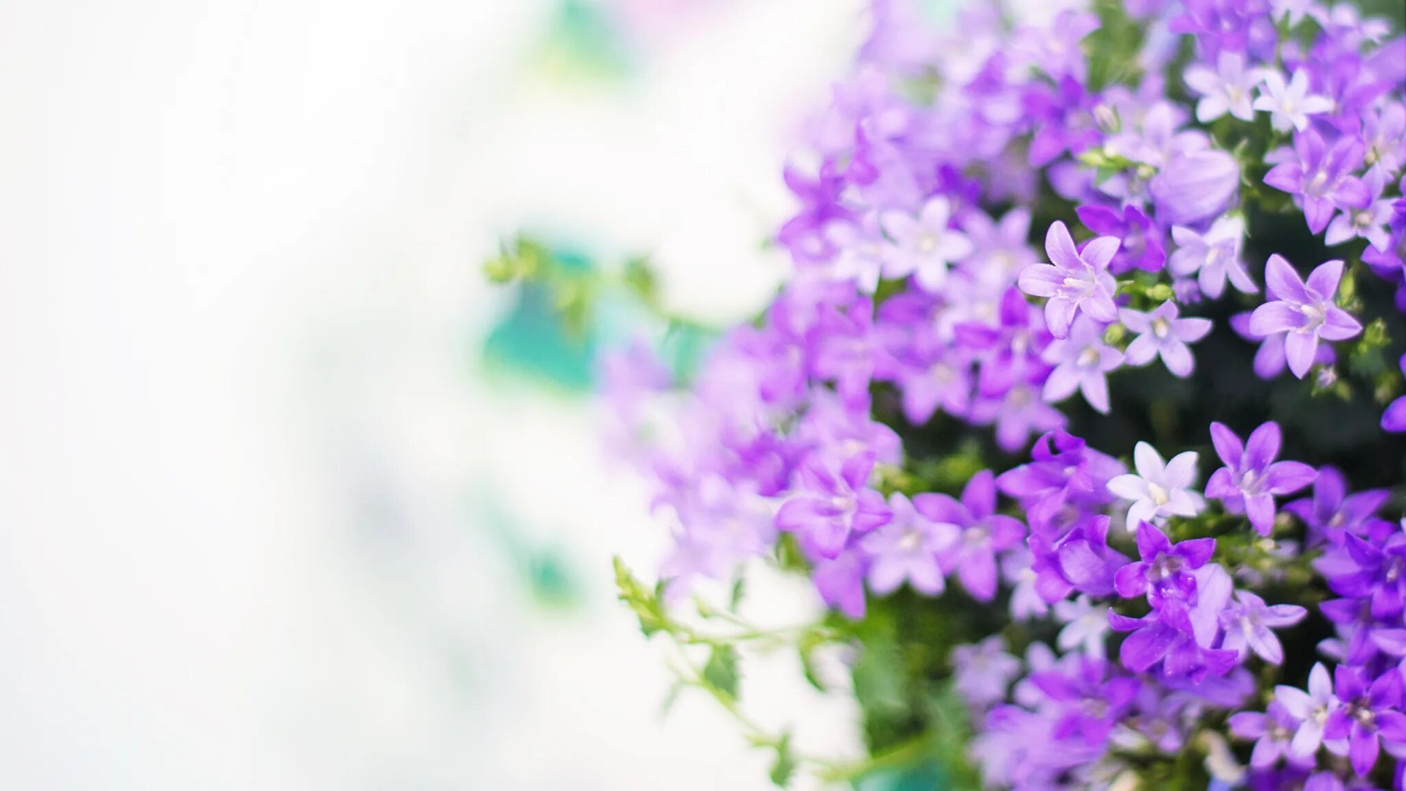 Фон цветы. Весенний фон. Сирень. Summertime blossom