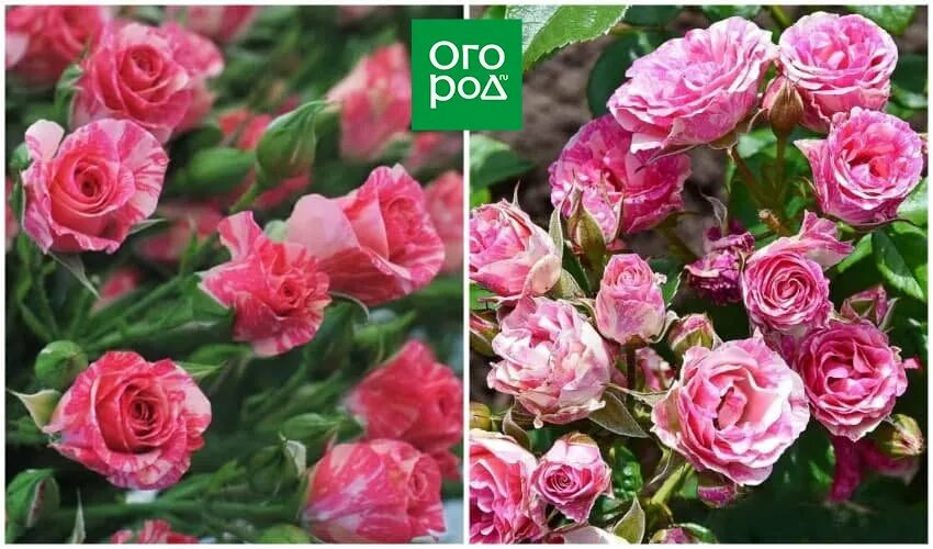 Сорт розы грация. Розы спрей отличия. Розы спрей отличия. Розы спрей отличия. Розы спрей отличия.