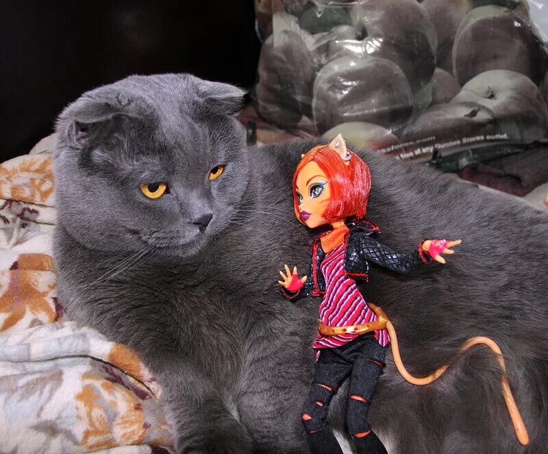 куклы монстр хай и кот. включи кот кукол. малютка. котята игрушки для девочек. даринелка лол школа.