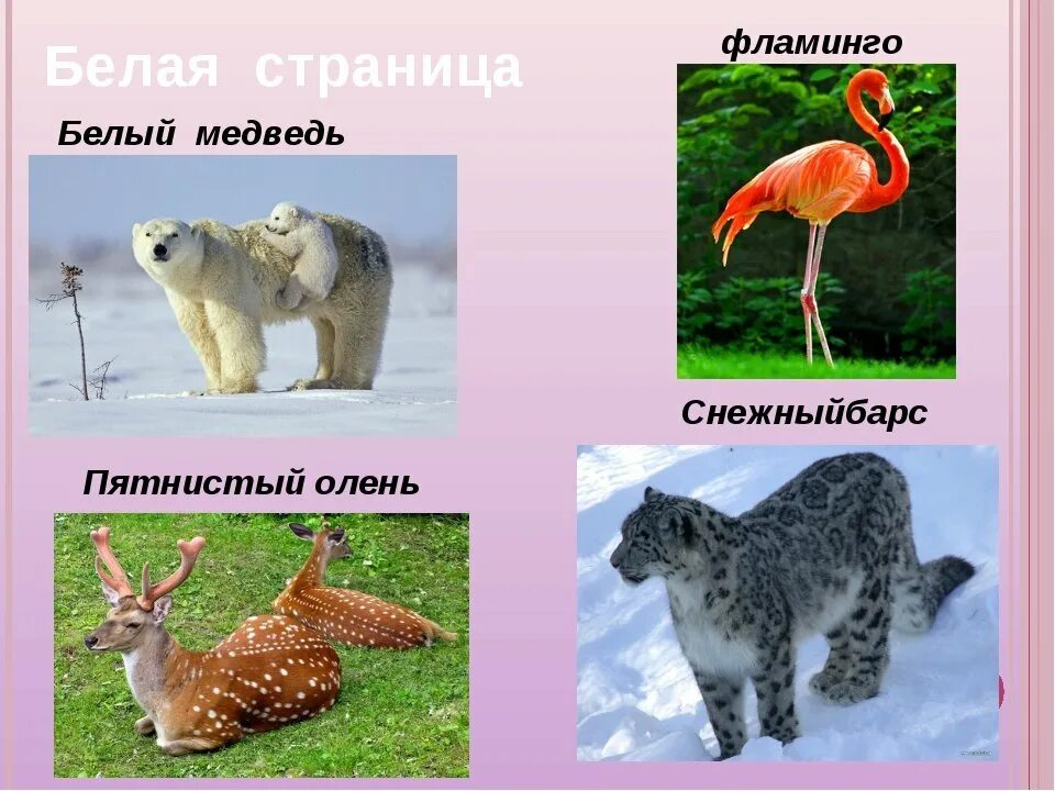 Краснокнижные животные список. Млекопитающие занесенные в красную книгу. Жывотныекра сной книги. Красная книга с животными. Список животных занесенных в красную книгу.