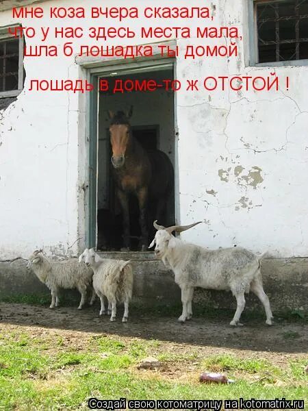 Коза мне грозила я уходила. Привет коза. Смешные афоризмы про козу. Я коза. Белый козел.